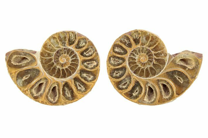 Orange, Jurassic-Aged Cut & Polished Ammonite Fossils - 2 to 2 1/2" - Photo 1